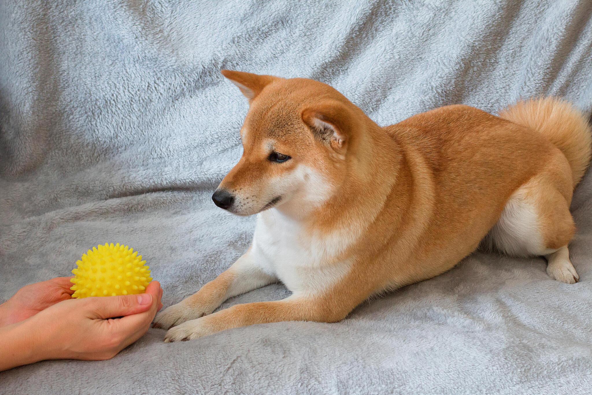 Pet Essentials